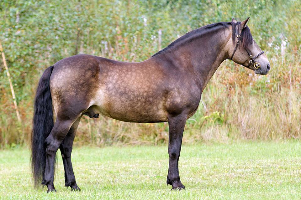 Connemara Pony